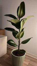 Ficus Elastica Plant / Rubberplant, Ophalen, Ficus, 100 tot 150 cm, Halfschaduw
