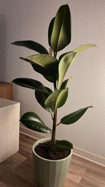 Ficus Elastica Plant / Rubberplant beschikbaar voor biedingen