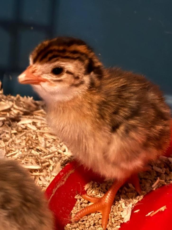 Parelhoenders, Dieren en Toebehoren, Pluimvee, Overige soorten, Geslacht onbekend