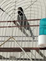 twatwa, Mannelijk, Tropenvogel, Geringd