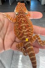 Geel/rood gekleurde baardagaam, Dieren en Toebehoren, Reptielen en Amfibieën, Hagedis