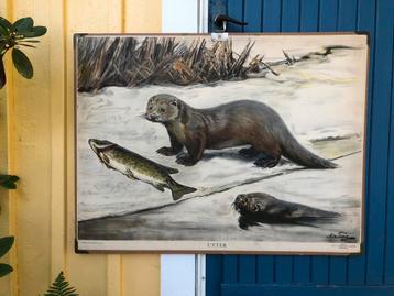 Diverse vintage Zweedse schoolplaten met dieren Nils Tiren beschikbaar voor biedingen