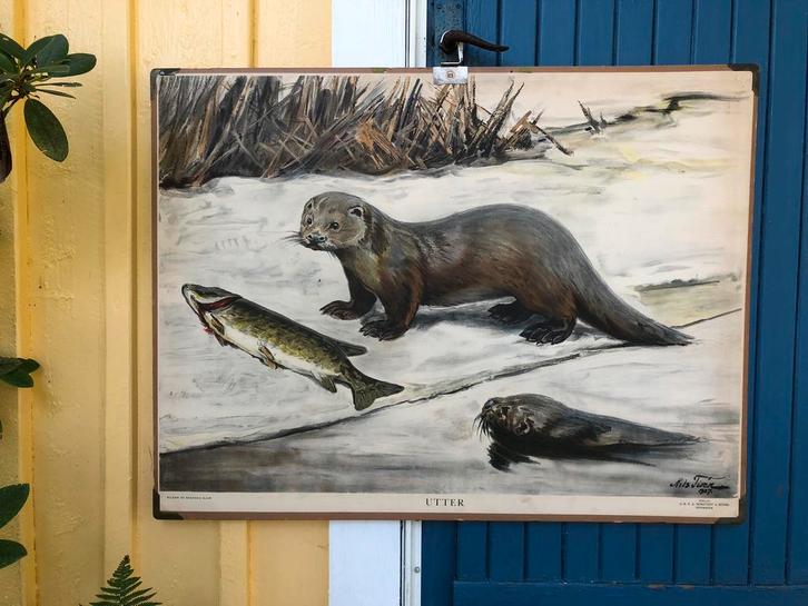 Diverse vintage Zweedse schoolplaten met dieren Nils Tiren, Antiek en Kunst, Antiek | Schoolplaten, Natuur en Biologie, Ophalen