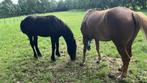 Zeer sociale en lieve friese mix jaarling ruin, Ruin, Recreatiepony, 0 tot 2 jaar