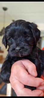 Australian Labradoodle pups, Dieren en Toebehoren, Honden | Retrievers, Spaniëls en Waterhonden, Overige rassen, CDV (hondenziekte)
