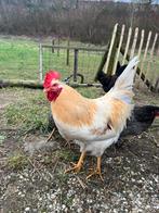 Daan de haan moet weg, Dieren en Toebehoren, Pluimvee, Mannelijk, Kip