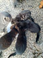 Hele lieve kittens, Dieren en Toebehoren, Katten en Kittens | Overige Katten, Meerdere dieren, 0 tot 2 jaar