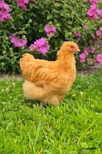 Orpington Buff groot haantjes, Dieren en Toebehoren, Pluimvee, Mannelijk, Kip