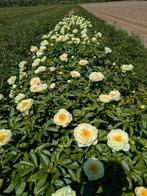 Pioenrozen Claire de Lune, Tuin en Terras, Overige soorten, Volle zon, Vaste plant, Ophalen of Verzenden