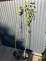 Appel & Peer (geeft al vrucht), Overige soorten, Lente, Ophalen, Volle zon