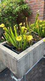 Sarracenia div., Tuin en Terras, Vijvers, Ophalen, Zo goed als nieuw