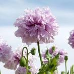 45/ zaad Pioen Papaver Lilac Pompom - pioenpapaver bio, Ophalen of Verzenden, Voorjaar, Volle zon, Zaad