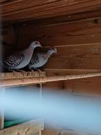 Onverwant Koppel Guinea duiven beschikbaar, Dieren en Toebehoren, Meerdere dieren, Overige soorten