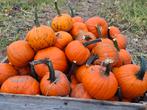 Halloween pompoenen, Ophalen