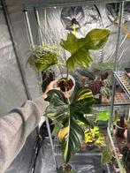 Philodendron Florida Beauty x Mayoii, Ophalen of Verzenden, Halfschaduw, Minder dan 100 cm