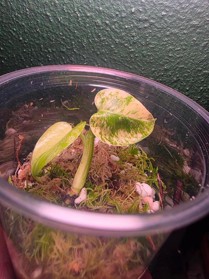 Monstera White Monster TC, Huis en Inrichting, Kamerplanten, Minder dan 100 cm, Halfschaduw, Ophalen of Verzenden