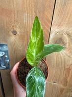 Strelitzia nicolai mint albo white variegata plant, Huis en Inrichting, Kamerplanten, Ophalen of Verzenden, Halfschaduw, Minder dan 100 cm