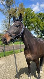 16 jarige springgefokte merrie, Dieren en Toebehoren, Paarden, ZZ, Springpaard, 11 jaar of ouder, Merrie