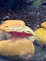 Bloody Mary garnaal/ rode garnalen High grade., Dieren en Toebehoren, Kreeft, Krab of Garnaal