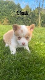 Corgi x pomeriaan x pomsky pups puppys, Dieren en Toebehoren, Overige rassen, CDV (hondenziekte), 8 tot 15 weken, Meerdere