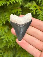 Megalodon haaientand 6.5 centimeter, Verzamelen, Mineralen en Fossielen, Ophalen of Verzenden, Fossiel