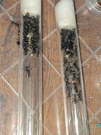 Camponotus Formosenis kolonie, Dieren en Toebehoren, Insecten en Spinnen, Mieren