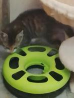 Lieve kruising Ragdoll kittens, Dieren en Toebehoren, Katten en Kittens | Overige Katten, Meerdere dieren, Kortharig, 0 tot 2 jaar