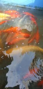 GROTE GOUDVISSEN 20 CM EN MEER, Dieren en Toebehoren, Goudvis(sen)