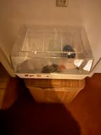 Hamsterkooi, Ophalen, Zo goed als nieuw