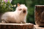 Jonge raszuivere teddy dwerg  konijntjes te koop, Dieren en Toebehoren, Konijnen, Meerdere dieren, Dwerg, 0 tot 2 jaar