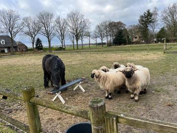 Wol Walliser Schwarznase beschikbaar voor biedingen