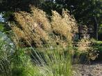 Siergrassen, agapanthussen en vaste planten op ruime kwekeri, Vaste plant, Siergrassen, Ophalen, Volle zon