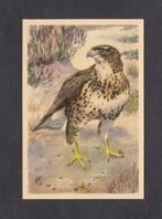 Roofvogel Buizerd (8)., Verzamelen, Ophalen of Verzenden, 1960 tot 1980, Vogel