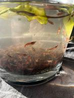 Rode zoetwatergarnalen, Dieren en Toebehoren, Januari, Geslacht onbekend