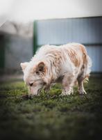 Ter Adoptie, Dieren en Toebehoren, Particulier, Rabiës (hondsdolheid), Buitenland, 1 tot 2 jaar