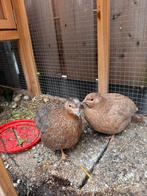 3 Poppen Kwartel, Dieren en Toebehoren, Pluimvee, Vrouwelijk, Overige soorten