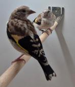majoor putter wildkleur, Dieren en Toebehoren, Vogels | Overige Vogels, Geslacht onbekend, Wildzangvogel, Geringd