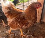 Isa Brown legkippen, Dieren en Toebehoren, Pluimvee, Vrouwelijk, Kip