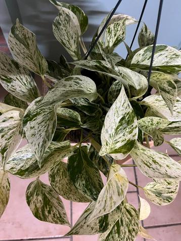 Epipremnum aureum ‘snow queen’ beschikbaar voor biedingen