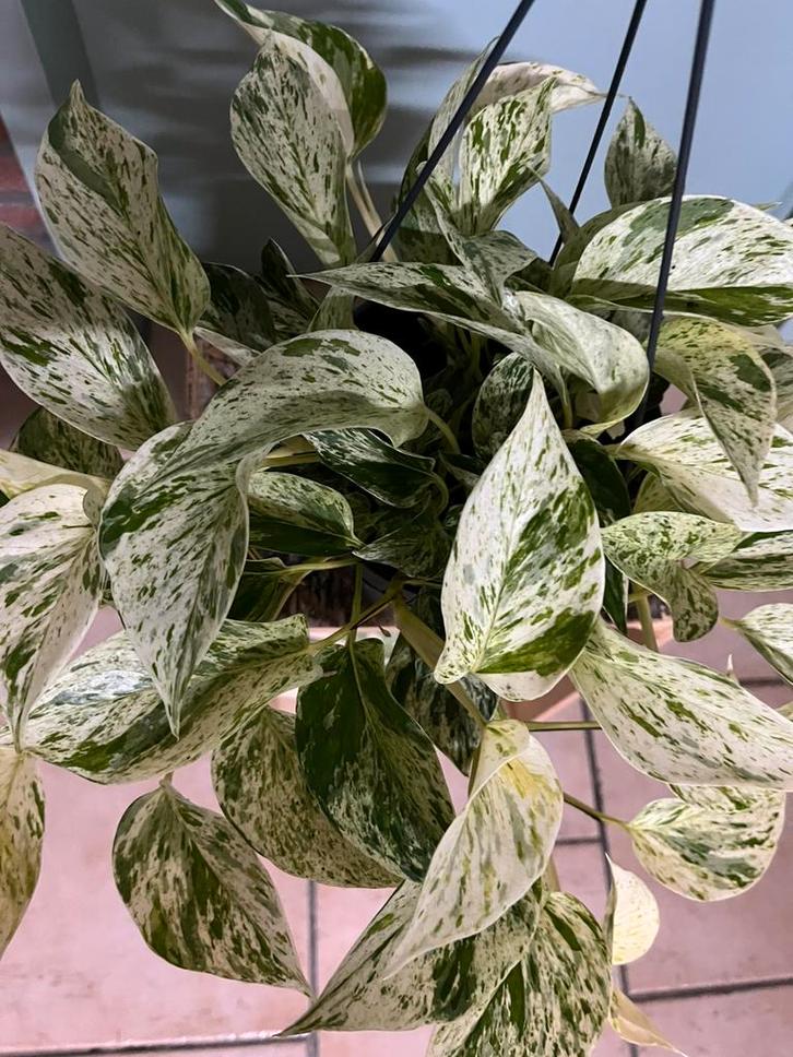 Epipremnum aureum ‘snow queen’, Huis en Inrichting, Kamerplanten, Minder dan 100 cm, Halfschaduw, Ophalen
