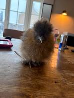 Zijdehoen hennetjes te koop €34,99, Dieren en Toebehoren, Pluimvee, Vrouwelijk, Kip