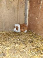 Fokgroep borstels rood bont, Meerdere dieren, Cavia, Voor 1 juli 2024