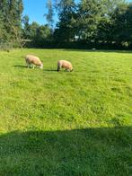Schapen, Dieren en Toebehoren, Schapen, Geiten en Varkens, Mannelijk, Schaap, 0 tot 2 jaar