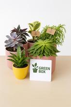 Greenbox 🪴 perfecte cadeau, Overige soorten, Ophalen of Verzenden, In pot, Minder dan 100 cm