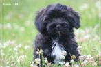 Leuke Boomer pups., Nederland, Overige rassen, 8 tot 15 weken, CDV (hondenziekte)
