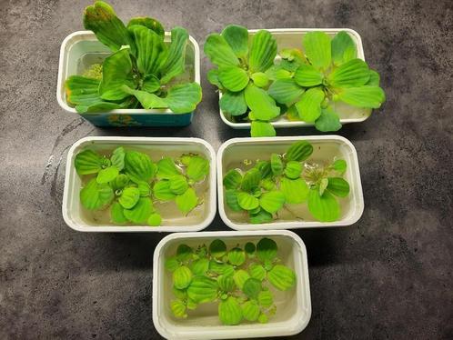 Mosselplanten, oppervlakte boterbakje (R), Dieren en Toebehoren, Vissen | Aquaria en Toebehoren, Zo goed als nieuw, Plant(en), Steen of Hout