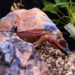 Cherax Boesemani, Dieren en Toebehoren, Vis