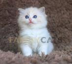 Originele Ragdoll Kittens van FamilyCats, Dieren en Toebehoren, Meerdere dieren, Gechipt, 0 tot 2 jaar