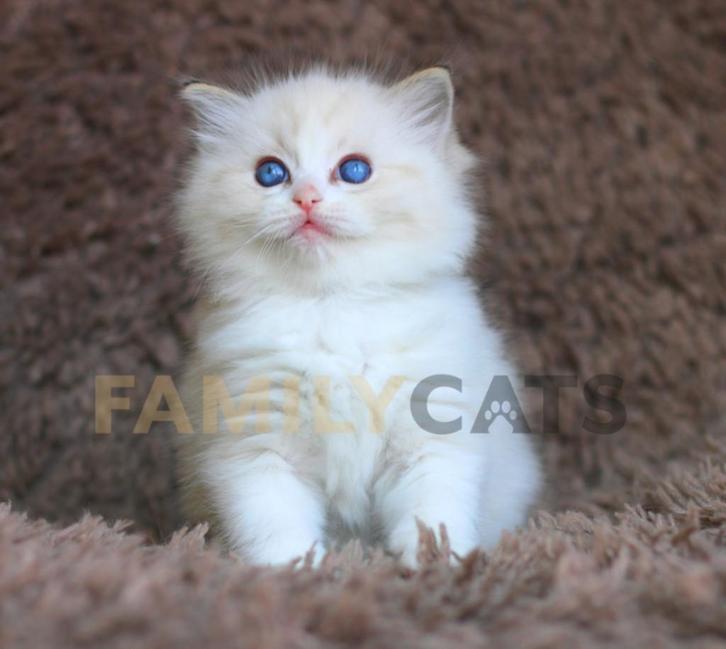 Originele Ragdoll Kittens van FamilyCats, Dieren en Toebehoren, Katten en Kittens | Raskatten | Langhaar, Meerdere dieren, 0 tot 2 jaar