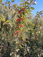 Malus red sentinel, Tuin en Terras, Planten | Fruitbomen, Ophalen, 100 tot 250 cm, Appelboom, Lente